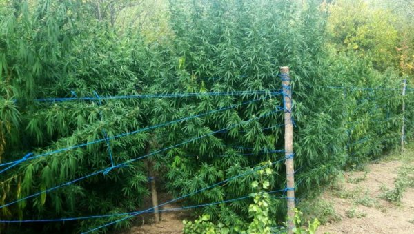 ХАПШЕЊЕ У МАЛОМ ЦРНИЋУ: Заплењено 292 килограма конопље ХАПШЕЊЕ У МАЛОМ ЦРНИЋУ: Заплењено 292 килограма конопље