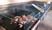 ОПРЕМАЊЕ ПРОСТОРА ЗА ЖИВОТИЊЕ: Пољопривредна школа у Рековцу купила нову опрему (ФОТО) ОПРЕМАЊЕ ПРОСТОРА ЗА ЖИВОТИЊЕ: Пољопривредна школа у Рековцу купила нову опрему (ФОТО)