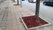 ZAVRŠEN PROJEKAT U LOLE RIBARA: Ulepšan drvored obradovao građane Požarevca ZAVRŠEN PROJEKAT U LOLE RIBARA: Ulepšan drvored obradovao građane Požarevca
