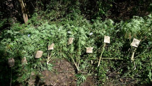 OPTUŽNICA ZBOG GAJENJA KONOPLJE: Otkrivena farma sa 229 stabljika OPTUŽNICA ZBOG GAJENJA KONOPLJE: Otkrivena farma sa 229 stabljika