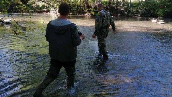 ДА ОЧУВАЈУ АУТОХТОНУ ВРСТУ: Река Ћехотина порибљена поточном пастрмком (ФОТО)