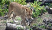 ĆUTANJE PLATIO OTKAZOM: Uginuli lavići smenili direktora Zoološkog vrta na Paliću ĆUTANJE PLATIO OTKAZOM: Uginuli lavići smenili direktora Zoološkog vrta na Paliću