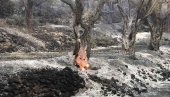 У ПОЖАРУ СТРАДАЛИ МАСЛИЊАЦИ: Уништено више од 800 стабала у Мркојевићима У ПОЖАРУ СТРАДАЛИ МАСЛИЊАЦИ: Уништено више од 800 стабала у Мркојевићима