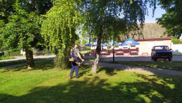 САДНИЦЕ СУВЕ ЗБОГ КОШЕЊА! Еколози открили могући узрок пропадања младих стабала у Оџацима и Каравукову САДНИЦЕ СУВЕ ЗБОГ КОШЕЊА! Еколози открили могући узрок пропадања младих стабала у Оџацима и Каравукову