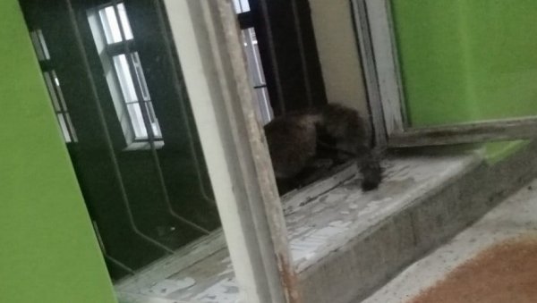 УХВАЋЕНА ЛИСИЦА: Крала храну у чачанској болници УХВАЋЕНА ЛИСИЦА: Крала храну у чачанској болници