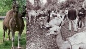 ПОТОМАК ГАДАФИЈЕВОГ КРДА ЖИВИ НА ПАЛИЋУ:  Учесници Самита несврстаних распитивали се за животиње поклоњене СФРЈ (ФОТО)