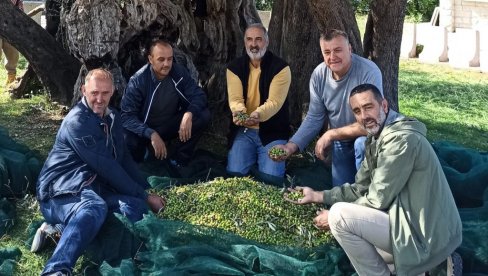 РОДИЛА БАРСКА МАСЛИНА КОЈА ИМА 2.240 ГОДИНА: Од 100 кг маслина добили 8,3 литара најквалитетнијег уља РОДИЛА БАРСКА МАСЛИНА КОЈА ИМА 2.240 ГОДИНА: Од 100 кг маслина добили 8,3 литара најквалитетнијег уља