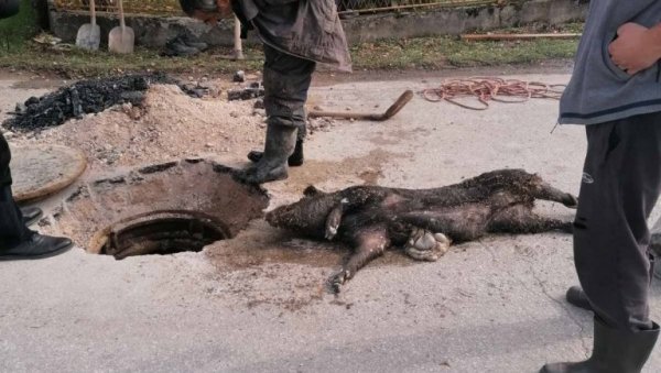 МРТВА СВИЊА У КАНАЛИЗАЦИЈИ: Мрчајевчани остали шокирани кад су видели шта је узрок проблема у њиховом насељу МРТВА СВИЊА У КАНАЛИЗАЦИЈИ: Мрчајевчани остали шокирани кад су видели шта је узрок проблема у њиховом насељу