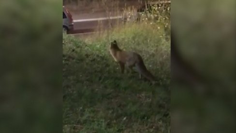 ODOMAĆILA SE: Lisica ušetala u spavaću sobu, starica iz Petrinje nije smela ući u kuću (FOTO)