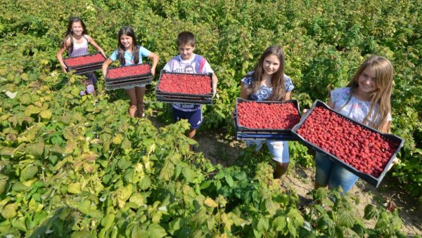 ЦРВЕНО ЗЛАТО КАО ДИЈАМАНТИ: Малинари у Србији већ лицитирају овогодишњу откупну цену, али и крећу у потрагу за берачима ЦРВЕНО ЗЛАТО КАО ДИЈАМАНТИ: Малинари у Србији већ лицитирају овогодишњу откупну цену, али и крећу у потрагу за берачима