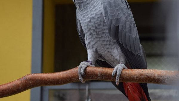 ЧИЗМИЦЕ ОД ИЛЕГАЛНО УВЕЗЕНЕ КОЖЕ ЗАШТИЋЕНИХ ПТИЦА: Велика заплена илегалног уношења коже егзотичних животиња и птица