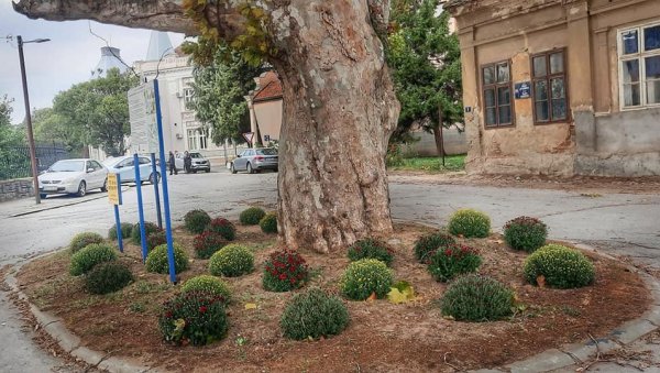 ЗАСАЂЕНО ЈЕ РАЗНОБОЈНО ЦВЕЋЕ: Стари платан окружили цветним засадима ЗАСАЂЕНО ЈЕ РАЗНОБОЈНО ЦВЕЋЕ: Стари платан окружили цветним засадима