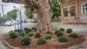 ЗАСАЂЕНО ЈЕ РАЗНОБОЈНО ЦВЕЋЕ: Стари платан окружили цветним засадима