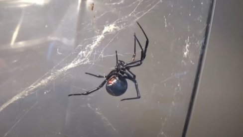 KAD PAUCI POSTANU ZOMBIJI: Zašto je jedna gljivica nazvana vrstom iz noćnih mora (VIDEO) KAD PAUCI POSTANU ZOMBIJI: Zašto je jedna gljivica nazvana vrstom iz noćnih mora (VIDEO)