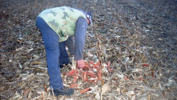 ПАБИРЧЕЊЕМ СЕ ГРЕЈУ И СТОКУ ХРАНЕ: У атарима Сивца на око 15.500 хектара сакупљају се плодови и еколошки огрев ПАБИРЧЕЊЕМ СЕ ГРЕЈУ И СТОКУ ХРАНЕ: У атарима Сивца на око 15.500 хектара сакупљају се плодови и еколошки огрев