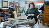 ZUB BEBE MAMUTA STIGAO U MUZEJ: U Rumu dopremljeni zanimljivi eksponati (FOTO) ZUB BEBE MAMUTA STIGAO U MUZEJ: U Rumu dopremljeni zanimljivi eksponati (FOTO)