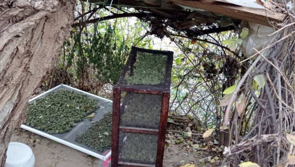 ЗАПЛЕЊЕНО 5,3 КИЛОГРАМА МАРИХУАНЕ: Полиција ухапсила мушкарца из околине Јагодине ЗАПЛЕЊЕНО 5,3 КИЛОГРАМА МАРИХУАНЕ: Полиција ухапсила мушкарца из околине Јагодине
