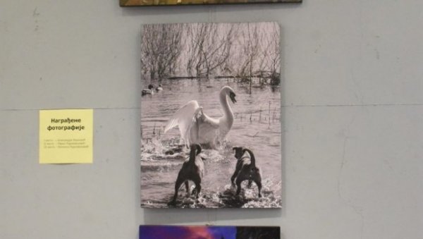 НАЈЛЕПША ФОТОГРАФИЈА ЗЕМУНА: Изабрана три најбоља рада НАЈЛЕПША ФОТОГРАФИЈА ЗЕМУНА: Изабрана три најбоља рада