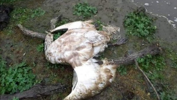 И ДРУГИ ТАЛАС ПТИЧЈЕГ ГРИПА? У мочвари Бељарица и у Борчи пронађене угинуле птице, као пре месец дана И ДРУГИ ТАЛАС ПТИЧЈЕГ ГРИПА? У мочвари Бељарица и у Борчи пронађене угинуле птице, као пре месец дана