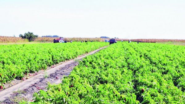 АЈВАРУША САМО ОД СТИДА - ЦРВЕНА: У Руском Крстуру необрано 20 тона паприке зато што није успела да добије боју АЈВАРУША САМО ОД СТИДА - ЦРВЕНА: У Руском Крстуру необрано 20 тона паприке зато што није успела да добије боју