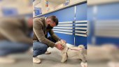 И ПАС КОД ШАЛТЕРА: Зоран Ђорђевић се уверио да кућни љубимци могу да улазе у поште И ПАС КОД ШАЛТЕРА: Зоран Ђорђевић се уверио да кућни љубимци могу да улазе у поште