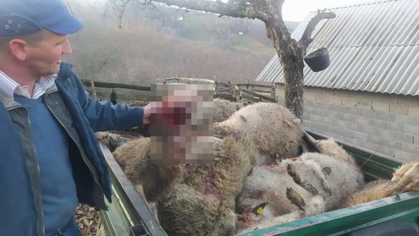 ПСИ ЗАКЛАЛИ 20 ОВАЦА: Крвави пир луталица у околини Прибоја (ФОТО) ПСИ ЗАКЛАЛИ 20 ОВАЦА: Крвави пир луталица у околини Прибоја (ФОТО)