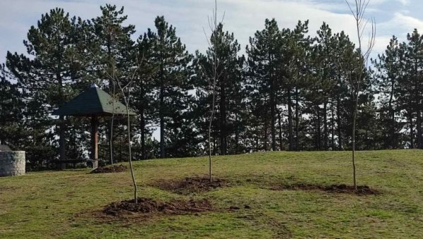ПОШУМЉАВАЊЕ ХИСАРА И СПОМЕН ПАРКА: Акција локалне самоуправе и надлежног министарства ПОШУМЉАВАЊЕ ХИСАРА И СПОМЕН ПАРКА: Акција локалне самоуправе и надлежног министарства