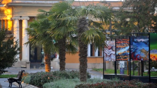 ПАЛМЕ ОДОЛЕВАЈУ ХЛАДНОЋИ: Зеленило ових дана припрема егзотичне врсте на Калемегдану за сезону ПАЛМЕ ОДОЛЕВАЈУ ХЛАДНОЋИ: Зеленило ових дана припрема егзотичне врсте на Калемегдану за сезону