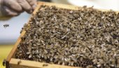 PČELARSKI SAJAM 12. I 13. FEBRUARA: Predstavljanje prozvoda i seminari na Beogradskom sajmu