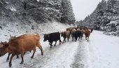 OTPORNE BUŠE LAKO PODNOSE ZIMU: Stoka sa Stare planine silazi u niže predele (FOTO) OTPORNE BUŠE LAKO PODNOSE ZIMU: Stoka sa Stare planine silazi u niže predele (FOTO)