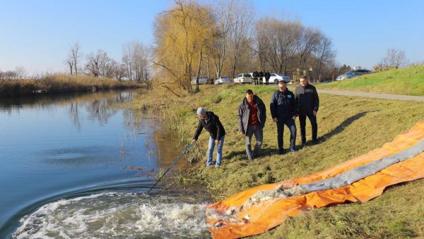 РЕКЕ И КАНАЛИ БОГАТИЈИ РИБОМ: У акцији „Вода Војводине“ пуштено 105.750 јединки шаранске млађи РЕКЕ И КАНАЛИ БОГАТИЈИ РИБОМ: У акцији „Вода Војводине“ пуштено 105.750 јединки шаранске млађи