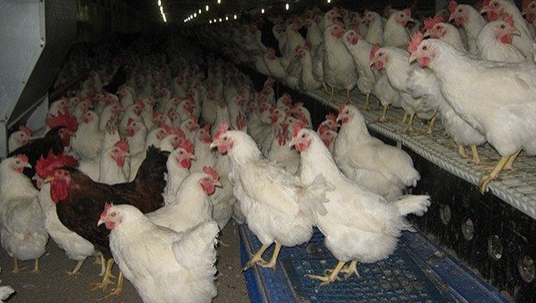 ЗАРАЗА СЕ ШИРИ: Стручњаци забринути - Птичији грип регистрован и на северу Европе ЗАРАЗА СЕ ШИРИ: Стручњаци забринути - Птичији грип регистрован и на северу Европе
