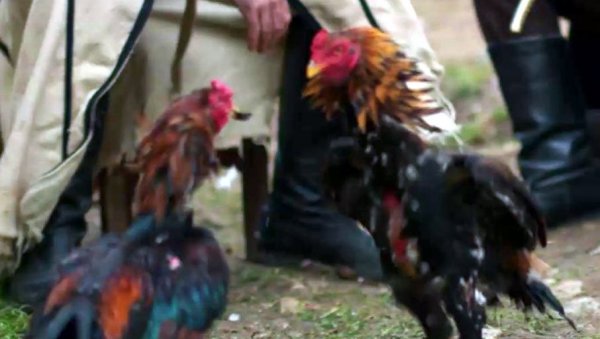 НИСМО ПОВРЕДИЛИ НИЈЕДНУ ЖИВОТИЊУ: Редитељи о сцени борбе петлова у драмској серији Нечиста крв НИСМО ПОВРЕДИЛИ НИЈЕДНУ ЖИВОТИЊУ: Редитељи о сцени борбе петлова у драмској серији Нечиста крв