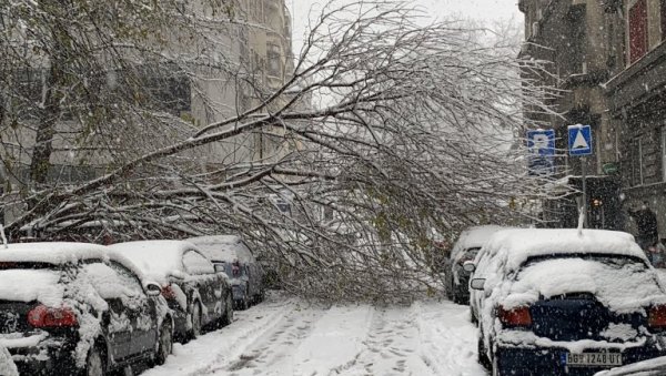 ЗА ПАД СТАБЛА ИЛИ ГРАНЕ: Зеленилу стигло 1048 пријава за последњих 48 сати ЗА ПАД СТАБЛА ИЛИ ГРАНЕ: Зеленилу стигло 1048 пријава за последњих 48 сати