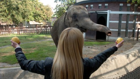 TUGA U BEOGRADSKOM ZOO-VRTU: Uginula slonica Tvigi