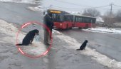 ХИТ ГОДИНЕ: Снимак батајничког пса луталице како чека бус - ПОБЕДИО ЈЕ (ВИДЕО) ХИТ ГОДИНЕ: Снимак батајничког пса луталице како чека бус - ПОБЕДИО ЈЕ (ВИДЕО)
