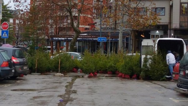 ЈЕЛКЕ ЗА 250, АЛИ И 17.000 ДИНАРА: Велик понуда природних и вештачких четинара на пијацама и у продавницама ЈЕЛКЕ ЗА 250, АЛИ И 17.000 ДИНАРА: Велик понуда природних и вештачких четинара на пијацама и у продавницама