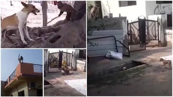 УХАПШЕНИ МАЈМУНИ-УБИЦЕ: Бацили са зграда 250 паса из освете у невероватном рату животиња (ВИДЕО) УХАПШЕНИ МАЈМУНИ-УБИЦЕ: Бацили са зграда 250 паса из освете у невероватном рату животиња (ВИДЕО)