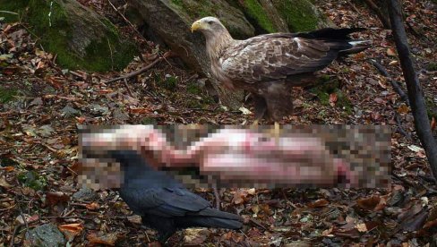 HRANILIŠTE, A NE ZARAZA: Životinjski otpad na Vršačkim planinama bez razloga uznemirio javnost