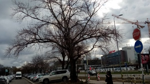ЕКИПЕ ЈКП ЗЕЛЕНИЛО СУТРА НА ТЕРЕНУ: У Блоку 28 предвиђена сеча топола ЕКИПЕ ЈКП ЗЕЛЕНИЛО СУТРА НА ТЕРЕНУ: У Блоку 28 предвиђена сеча топола