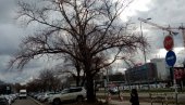 ЕКИПЕ ЈКП ЗЕЛЕНИЛО СУТРА НА ТЕРЕНУ: У Блоку 28 предвиђена сеча топола ЕКИПЕ ЈКП ЗЕЛЕНИЛО СУТРА НА ТЕРЕНУ: У Блоку 28 предвиђена сеча топола
