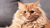 MAČAK SIMBA U ZENU: Otvorena sezona zimskog pecanja na Dalekom istoku Rusije (FOTO) MAČAK SIMBA U ZENU: Otvorena sezona zimskog pecanja na Dalekom istoku Rusije (FOTO)