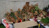 BADNJACI NA ULICAMA BEOGRADA: Počela ulična prodaja simbola praznika (FOTO) BADNJACI NA ULICAMA BEOGRADA: Počela ulična prodaja simbola praznika (FOTO)