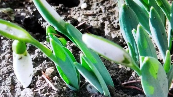 ВИСИБАБЕ ПРЕТЕКЛЕ БОЖИЋ: Бела лепотица већ украсила једно двориште у Параћину ВИСИБАБЕ ПРЕТЕКЛЕ БОЖИЋ: Бела лепотица већ украсила једно двориште у Параћину