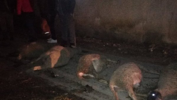 БИЗАРНА САОБРАЋАЈНА НЕЗГОДА КОД ВРАЊА: Голф убио више оваца БИЗАРНА САОБРАЋАЈНА НЕЗГОДА КОД ВРАЊА: Голф убио више оваца
