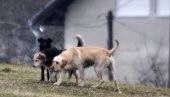 NEKAD LJUBIMCI, SAD PREPUŠTENI ULICI I HLADNOĆI: Veterina apeluje na građane koji imaju mogućnosti da nahrane životinje