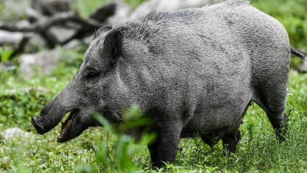 ДИВЉЕ СВИЊЕ  ХАРАЈУ ПО РИМУ:  Животиње окупирале болницу Сан Пијетро, лекари у паници,не знају како да их се реше