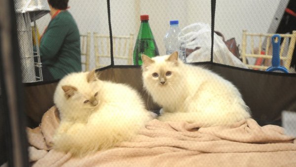 САНКЦИЈЕ И ЗА РУСКЕ МАЧКЕ: Међународна федерација узгајивача забранила власницима из Русије учешће на такмичењима САНКЦИЈЕ И ЗА РУСКЕ МАЧКЕ: Међународна федерација узгајивача забранила власницима из Русије учешће на такмичењима