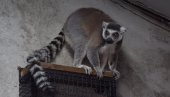 IZNENAĐENJE ZA JAGODINCE: U zoološkom vrtu novi stanari - lemuri (FOTO/VIDEO) IZNENAĐENJE ZA JAGODINCE: U zoološkom vrtu novi stanari - lemuri (FOTO/VIDEO)