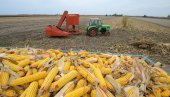 ДОМАЋЕ ЗРНО ЗА СВЕТСКИ ПРОИЗВОД: У Србију стижу две велике компаније за прераду кукуруза у скроб и глукозу